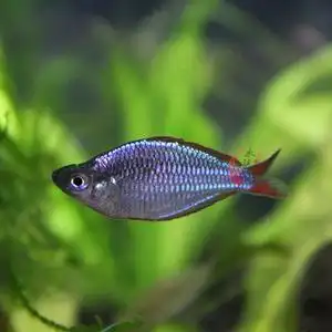 热带淡水小型观赏鱼可混养