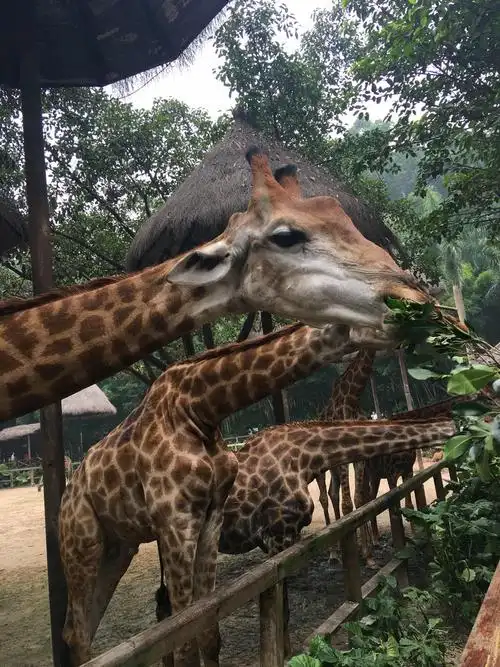 广州长隆野生动物园   动物世界-节假日成人票