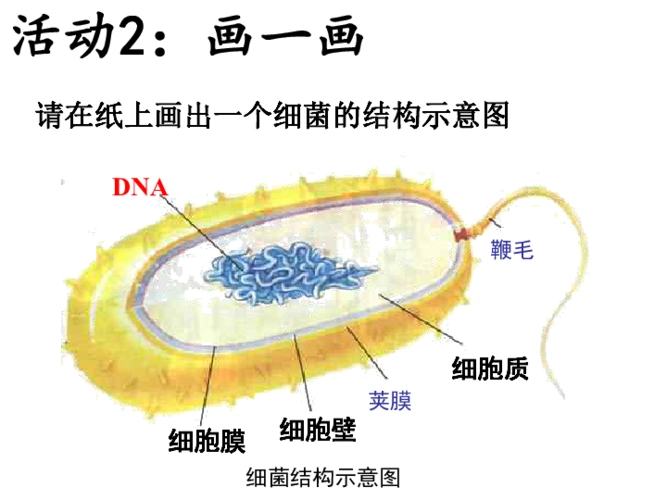 第四章 第二节 细菌的结构 课件 (共13张ppt)-21世纪教育网
