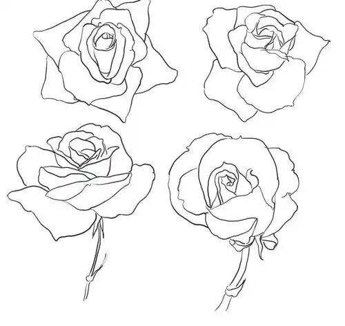 线描玫瑰花图片