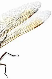 特写,蜻蜓,翼,腿