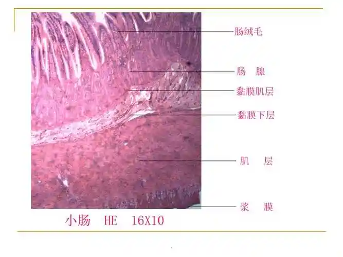 小肠的组织结构ppt课件