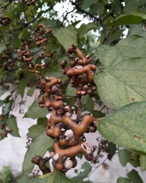 夏天山上野果真不少,4种果子开始成熟,一次上山采一篮