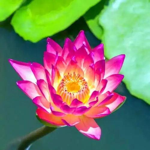 佛系图片头像禅意荷花 独一无二的佛系莲花图片微信头像_微信头像