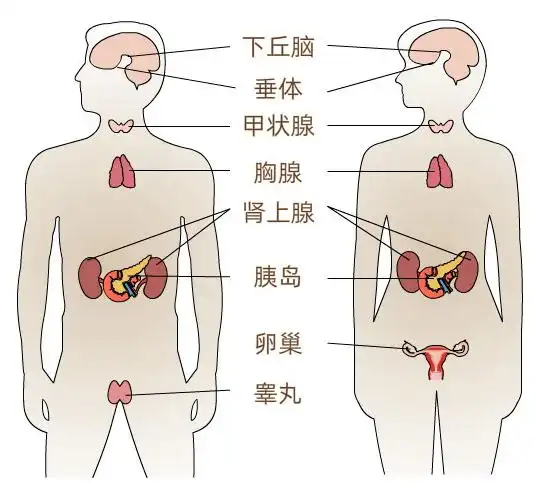 体检检查出甲状腺结节怎么办?_人体