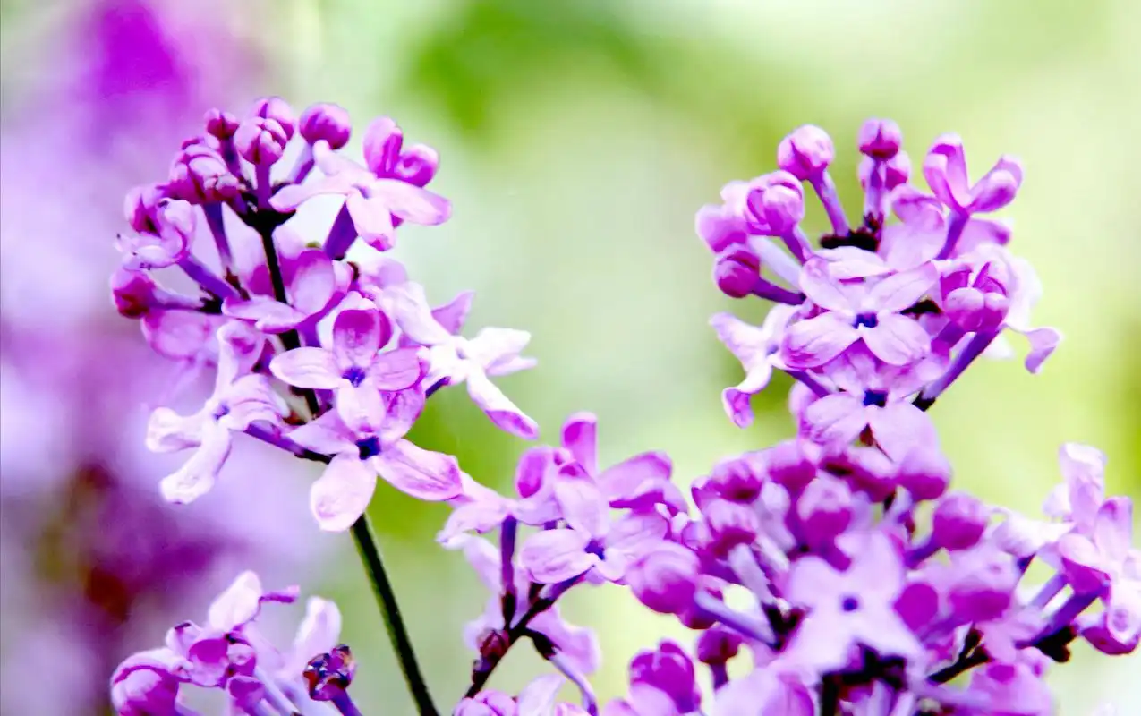 呼和浩特市花——丁香花