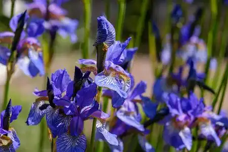 小小的紫蓝色鸢尾花——花园里盛开的春花.