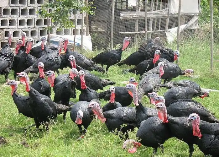 北美大火鸡引入中国多年为何在餐桌上仍很少见