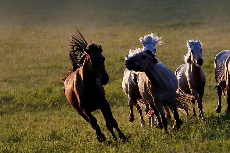 乌兰布统奔驰的骏马