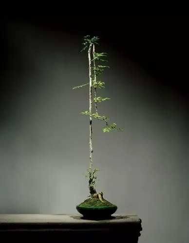 文人树盆景风骨神韵妙不可言