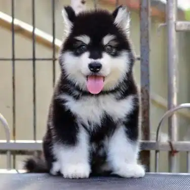 霸气外表黑红色阿拉斯加 十字架脸,大骨量大毛量