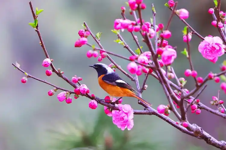 花鸟图…… - 美丽大自然001 - 图虫