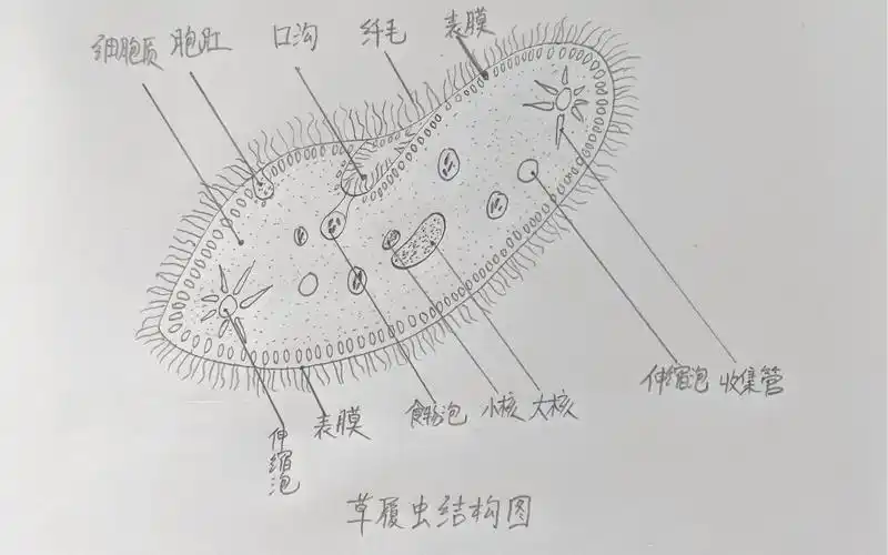 5轻松学画草履虫
