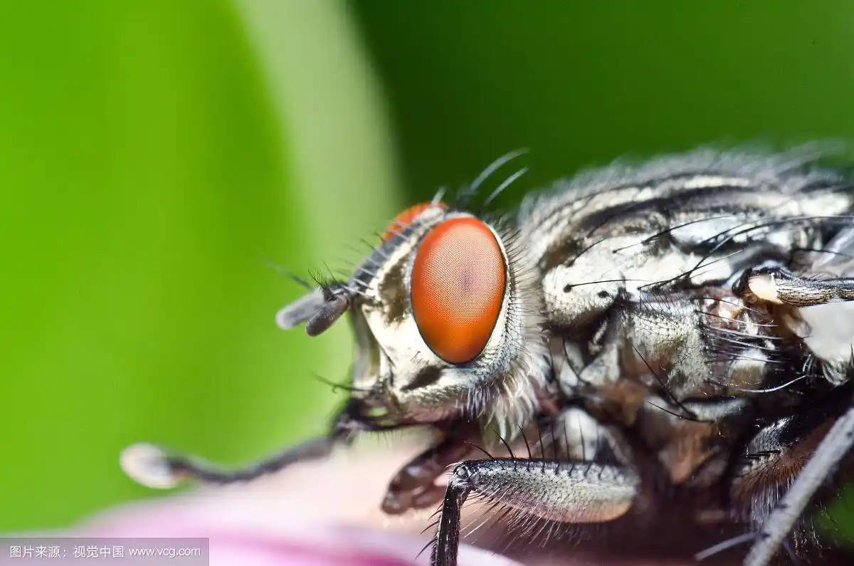 常见的肉蝇(sarcophaga carnaria)特写