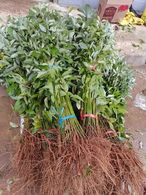 樟树芽苗香樟苗1年生香樟木苗绿化占地苗常绿樟树苗保湿 30-50厘米500