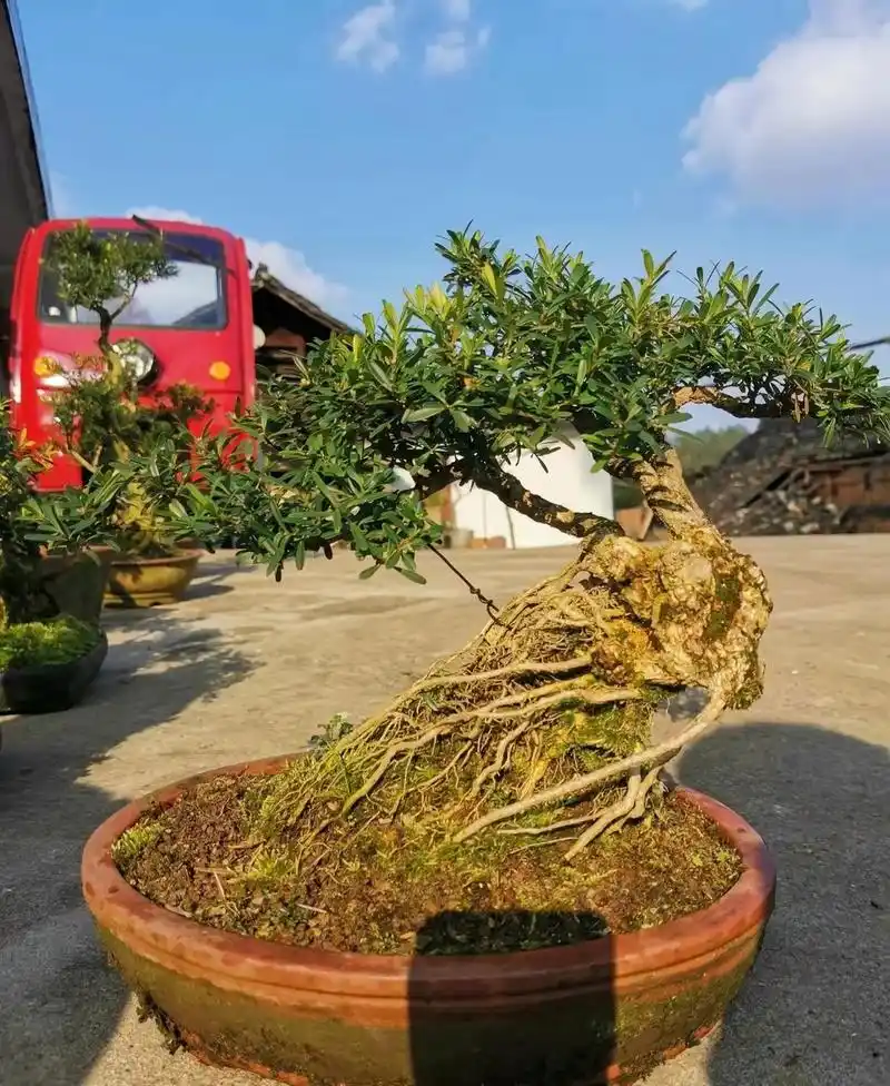 黄杨中的稀有品种—贵州米叶黄杨