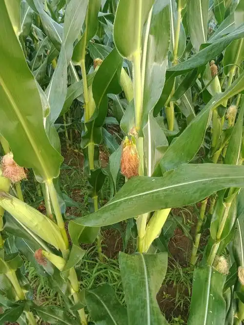 立秋后的玉米田