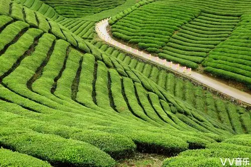 中国最美茶园木耳山