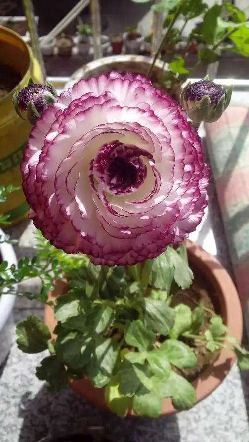 花极美艳,花苞似玫瑰,还有几分洋桔梗的 导读 盆栽绿植是家居装修重要