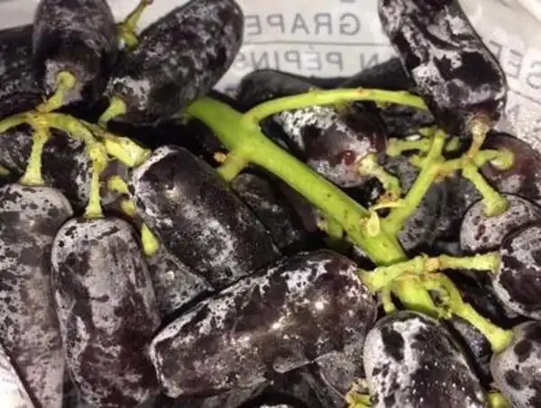 供应 提新鲜黑加仑黑手指无籽提子葡萄水果2斤装