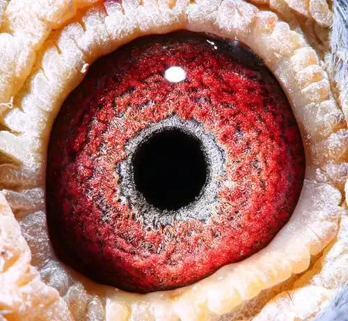 名誉赛鸽最佳组合;眼睛照全部呈现:期待与身体的完美结合!