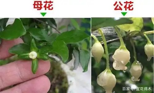 金弹子为"盆景十八学士"之一,如何选购?如何辨识雌雄?