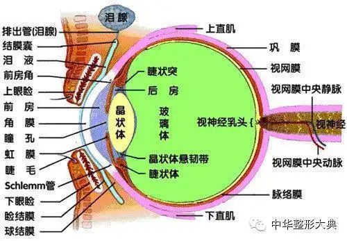 下睑有睑筋膜囊和交感神经支配的下睑板肌.
