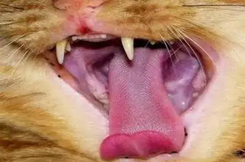 猫咪吃鱼也会"如鲠在喉"_科普中国网