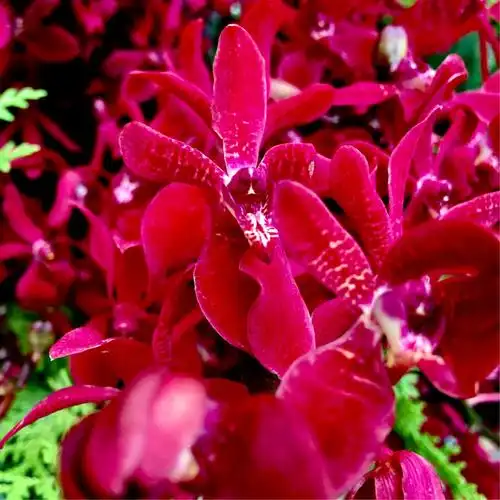 火焰兰(手机摄影)