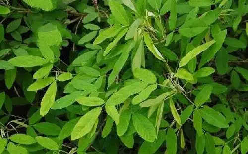 双11必备接骨类中药和植物