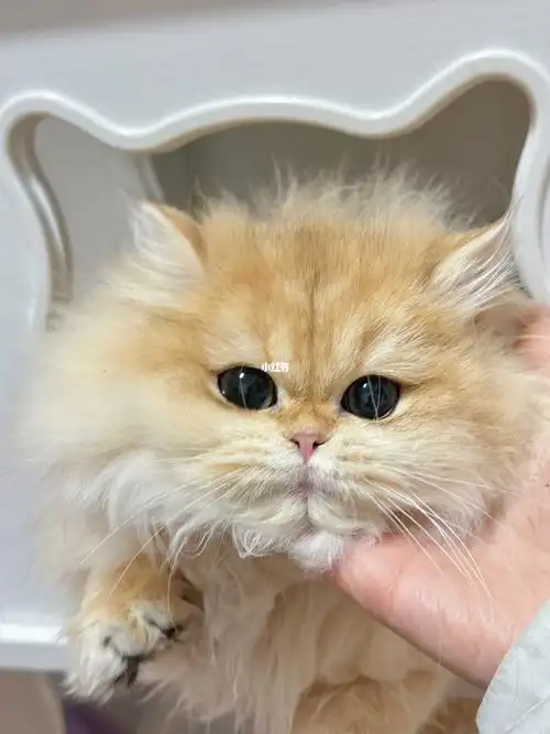 ny12金渐层妹妹寻家