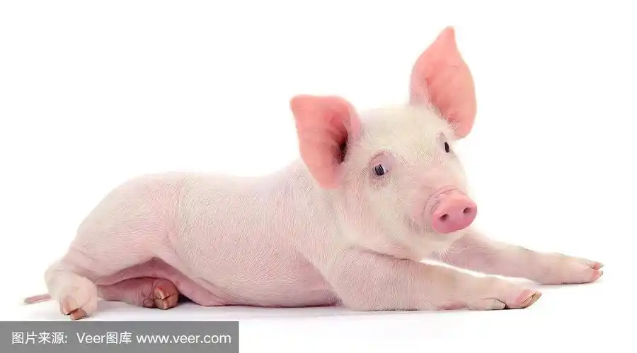 猪在白色的.