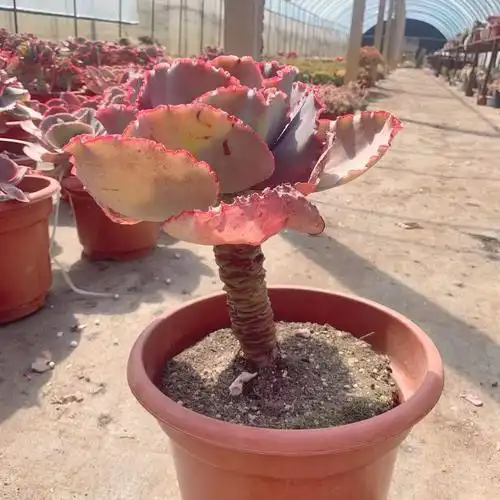 蓝色妖姬超大颗粗腿老桩多肉植物群生生肉肉包菜系多肉植物