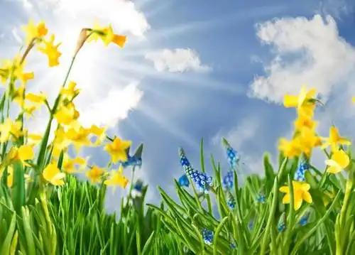 2020年3月19日智慧人生的经典句子做一朵向日葵面朝太阳心纳阳光