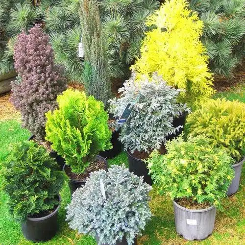 花园庭院阳台的颜值担当松柏的色彩搭配