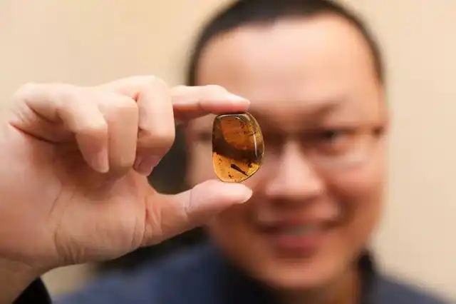 这个小学语文课本上的小故事,是大部分人对琥珀的第一认知.