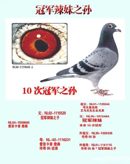 怎样识别纯詹森鸽詹森信鸽的外貌特征图片