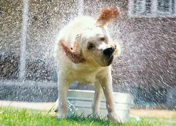狗狗淋雨后感冒了怎么办?