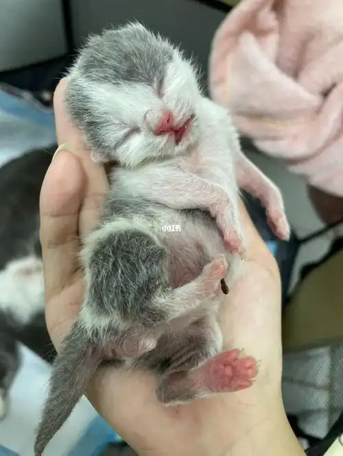 自己家猫咪生的小猫仔,英短蓝白,净梵猫,7.