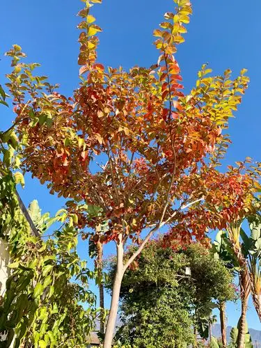夏观花冬赏叶的紫薇