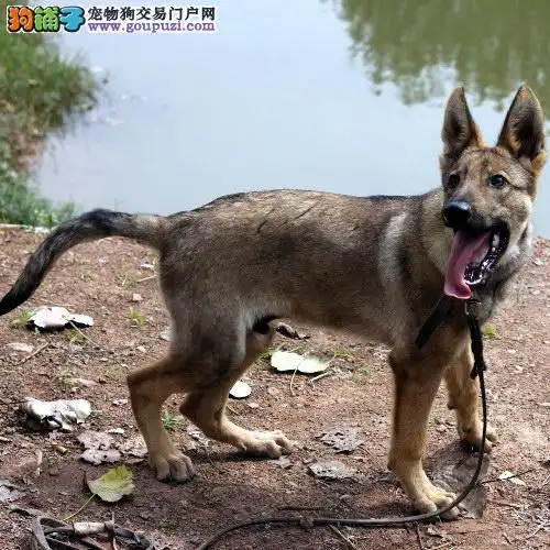 枣庄狼狗价格_枣庄狼狗多少钱一只_纯种狼狗幼犬专卖 _狗铺子