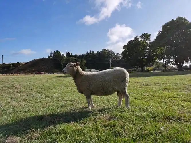 新西兰是羊背上的国家,最出名的羊种算是merino和romney.