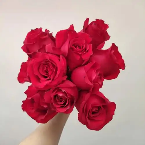 玫瑰品种大全no159法国红法兰西