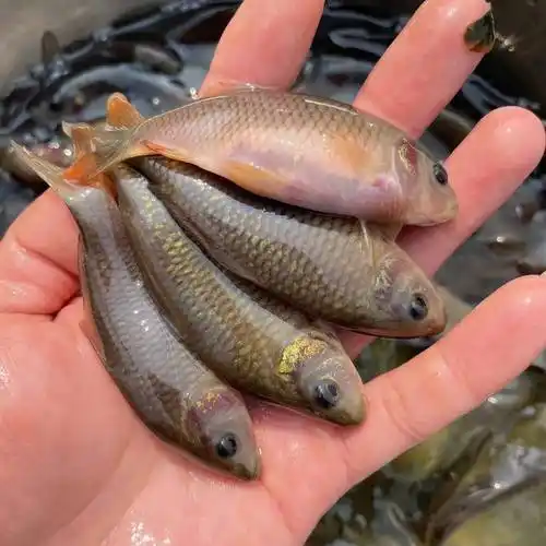 禾花鲤鱼苗优质苗种场地直销技术指导养殖规划送货上门