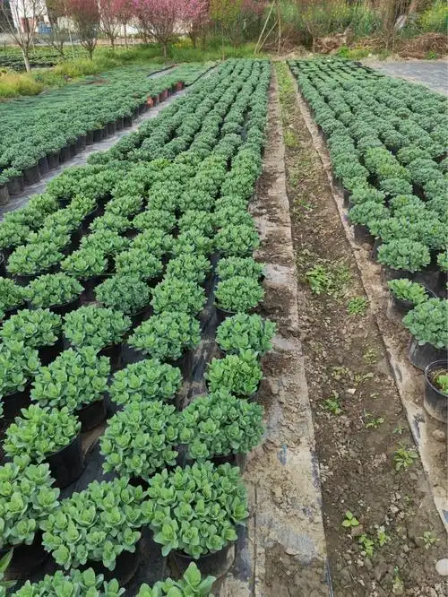 成都八宝景天批发 八宝景天盆栽