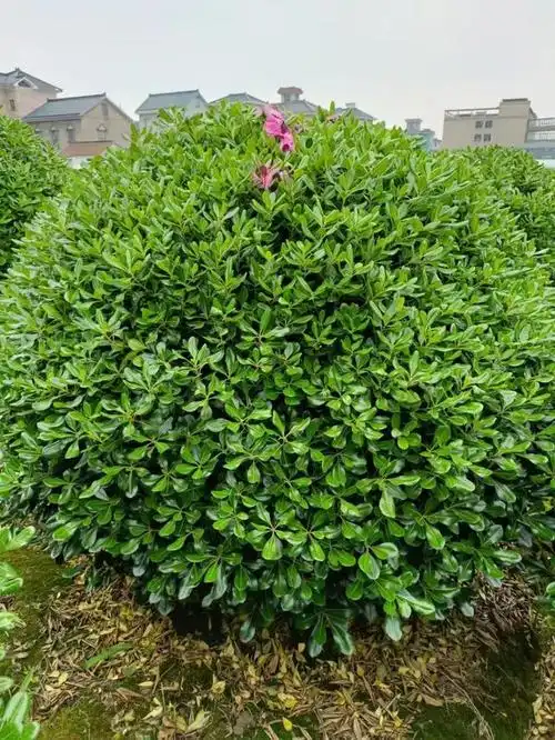 海桐球修剪方法