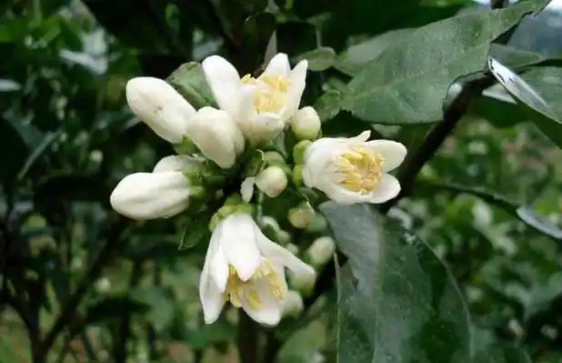 【功效】行气宽中,消食化痰,舒肝理气,和胃止呕,主治胸腹闷胀痛,食积