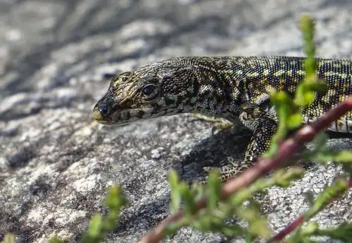 animals reptiles and amphibians lizards and geckos wildlife