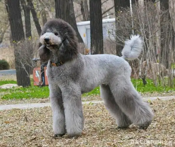 养泰迪的人很多,养"巨贵"的人却很少,为什么呢?