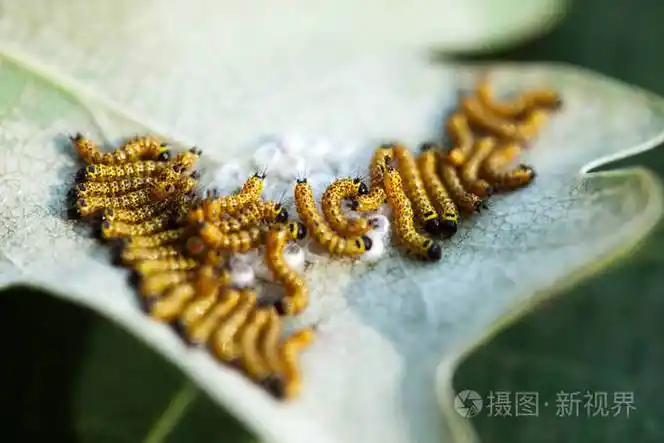 在叶子上从卵中孵化出毛毛虫